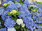 紫陽花