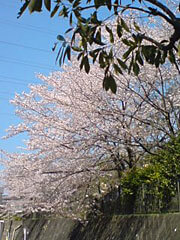 桜